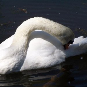 100_5963.JPG