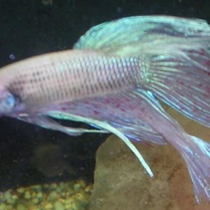 betta3.JPG