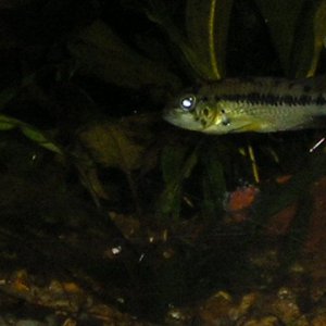 Andwer__s_fish_1.jpg