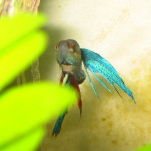 Betta_pics__Mr._Bob__010.jpg