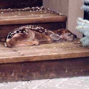 fawn.jpg