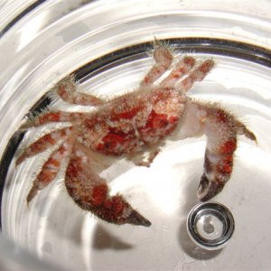 Unidentified_Crab.jpg