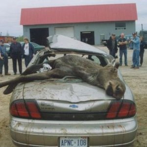 moose.jpg