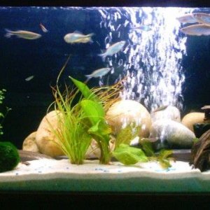 tank_30gal1.JPG