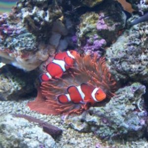nemo.JPG