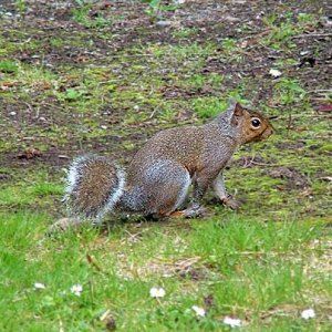 squirrel3.jpg