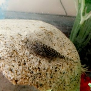 Chilling on the rock