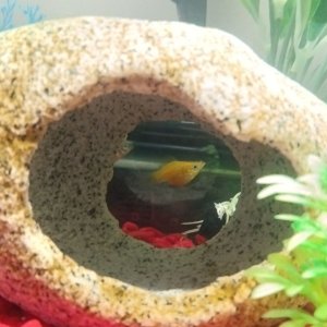 Sunshine 🌞 Momma Platy