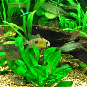 M. altispinosus male (2008).JPG