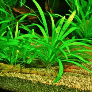 Whiptails (3).JPG