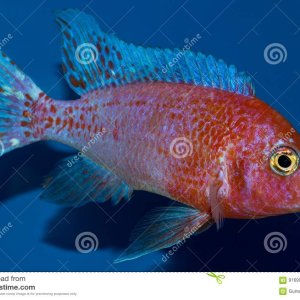 dragon-blood-peacock-cichlid-aulonocara-sp-genus-haplochromine-cichlids-endemic-to-lake-malawi...jpg