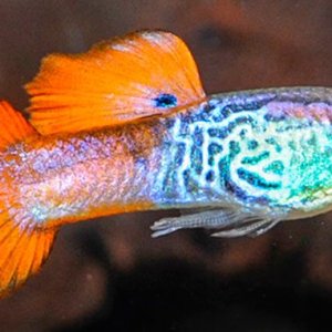 aid_399_Koi_Cobra_Guppy.jpg