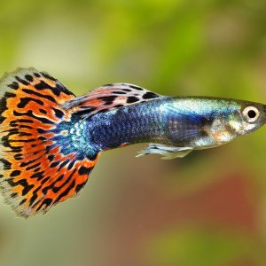 326028-1600x1066-guppy-names.jpg