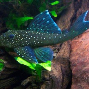 BluePhantomPleco-1-1-1.jpg