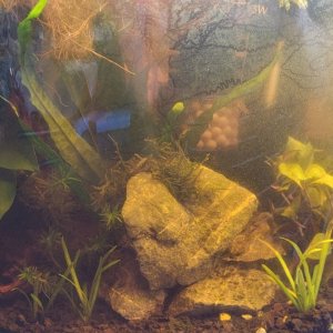 5GAL_TetraCres02.jpg