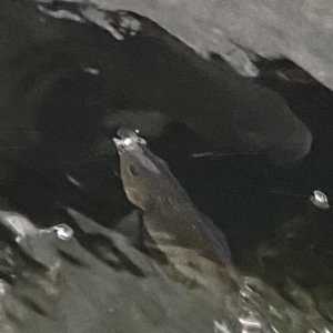IMG_3557.jpeg