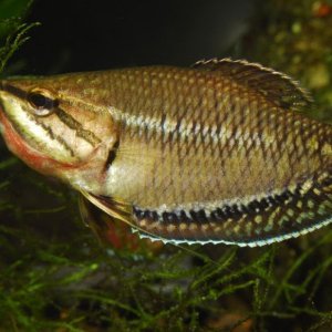 Sphaerichthys vaillanti courting male.jpg