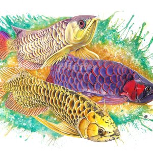 Arowana WEB.jpg