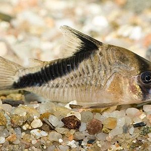 Corydoras melini1.jpg