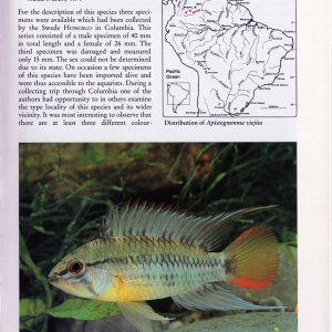 Apistogramma viejita1.jpg
