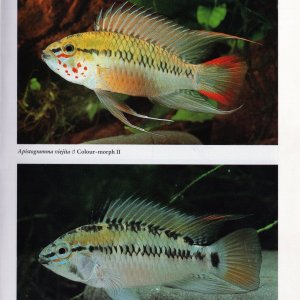 Apistogramma viejita3.jpg