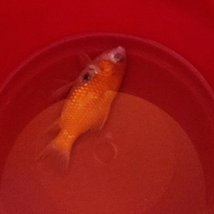 gold fish.jpg