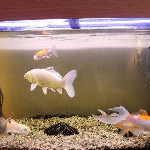 fish tank 2.jpg