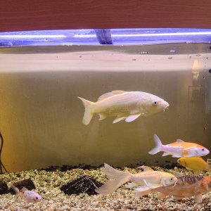 fish tank.jpg