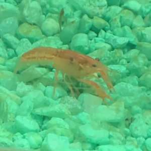 IMG_4091.jpeg