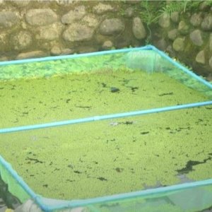 duckweed-1.jpg