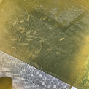IMG_4137.jpeg