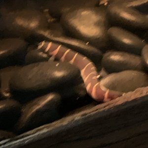 IMG_4139.jpeg