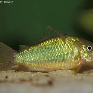 Corydoras [Brochis] splendens2.jpg