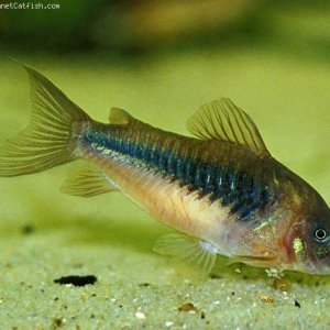 Corydoras aeneus.jpg