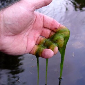 Blanket-weed-string-algae-2016.jpg