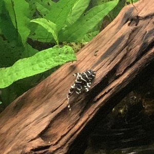 aquariums 17.jpg