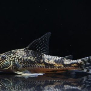 Scleromystax coded CW198.jpg