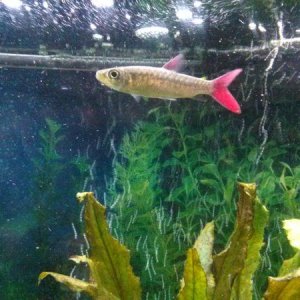 19451-6-pink-tailed-chalceus-ZEBVmT.jpg