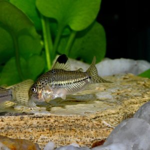 Corydoras julii, wild caught Rio Granjeiro NE Brazil (1).jpg