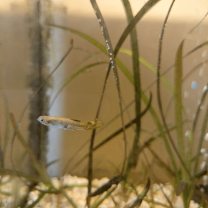 Guppy3.png