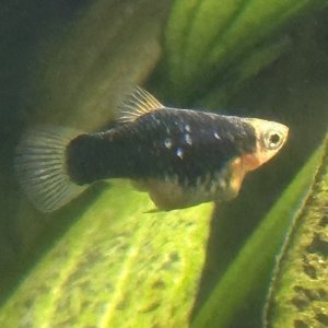 IMG_0947.jpeg