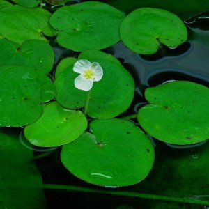 Hydrocharis morsus-ranae (3).JPG