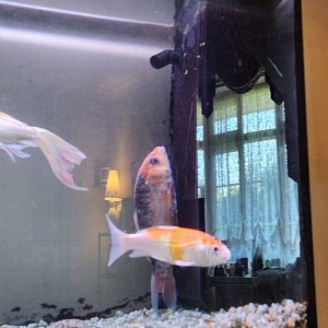 vertical fish.jpg