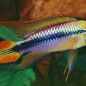 Agassizs-Dwarf-Cichlid-Apistogramma-agassizii.jpg