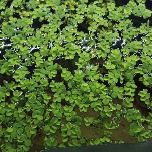 Floating plants 2.jpg