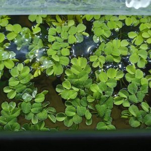Floating Plants.jpg
