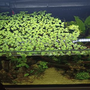 Floating Plants 3.jpg