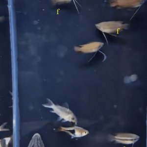 gouramis.jpg