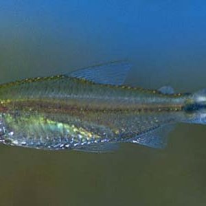 Petitella rhodostomus_1.jpg