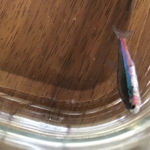 IMG_5850.jpeg